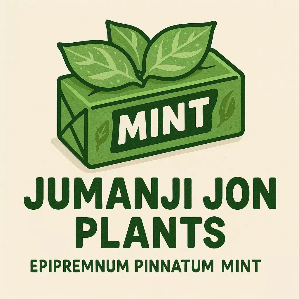 plant/10 pack of Epipremnum Pinnatum Mint TC-0