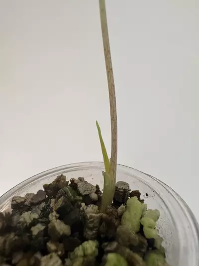 plant/🦄 super rare 🦄 alocasia dragons tooth pink variegata-4-thumbnail