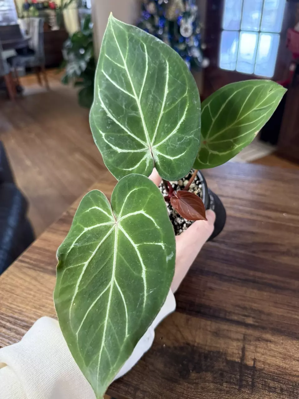 plant/A. Red Spider x Red Mag #2-1