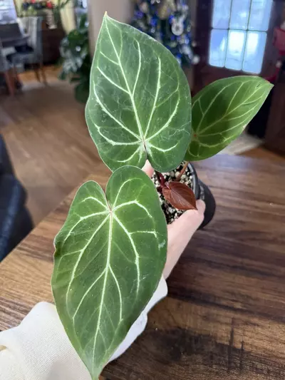 plant/A. Red Spider x Red Mag #2-1-thumbnail