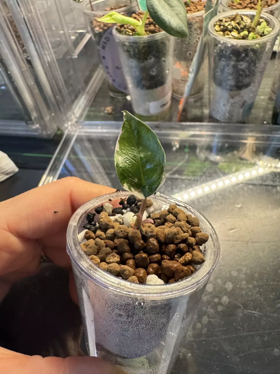 plant/🦄 super rare 🦄 alocasia blue metallic albo-1