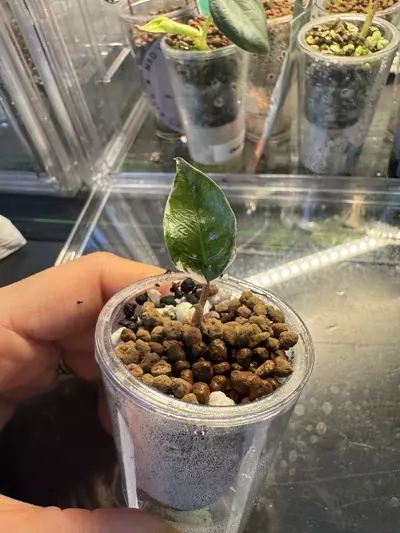 plant/🦄 super rare 🦄 alocasia blue metallic albo-1-thumbnail