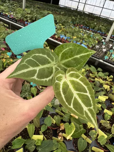 plant/Seed grown anthurium carlablackiae x dorayaki starter plant growers choice-2-thumbnail