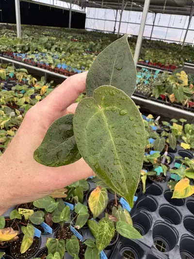 plant/Seed grown anrhurium Xone X green mamba starter plant growers choice-4-thumbnail