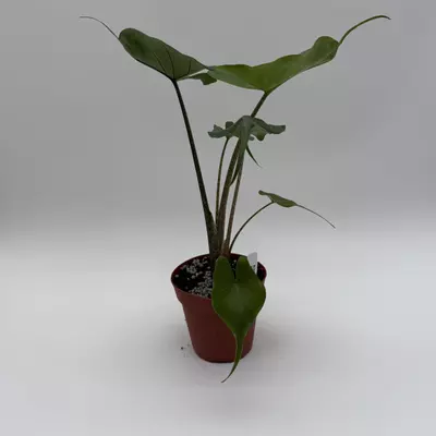 heat_pack/Alocasia Stingray 4” Pot House Plant with Unique Tropical Leaves for Beginners --3-thumbnail