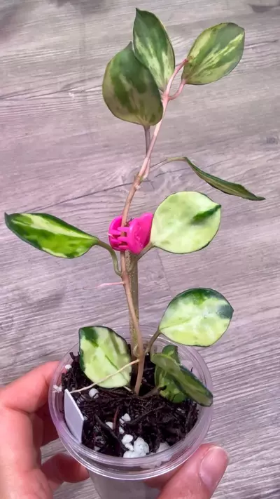 plant/Hoya Lacunosa Minara-1-thumbnail
