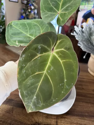 plant/A. Hoff x Dark Phoenix #7-2-thumbnail