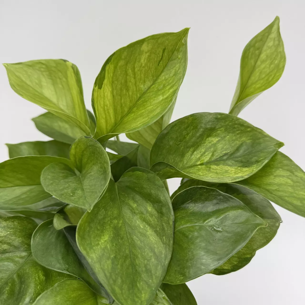 heat_pack/New Pothos Guacamole 6” Pot Variegated Leaves-0
