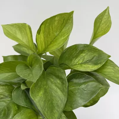 heat_pack/New Pothos Guacamole 6” Pot Variegated Leaves-0-thumbnail