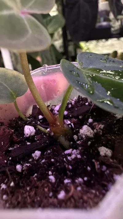 plant/(Crystal x mag) X (Papi Mag X BWM)-2-thumbnail