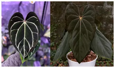 plant/Seed grown anthurium carlablackiae x legend starter plant growers choice-0-thumbnail