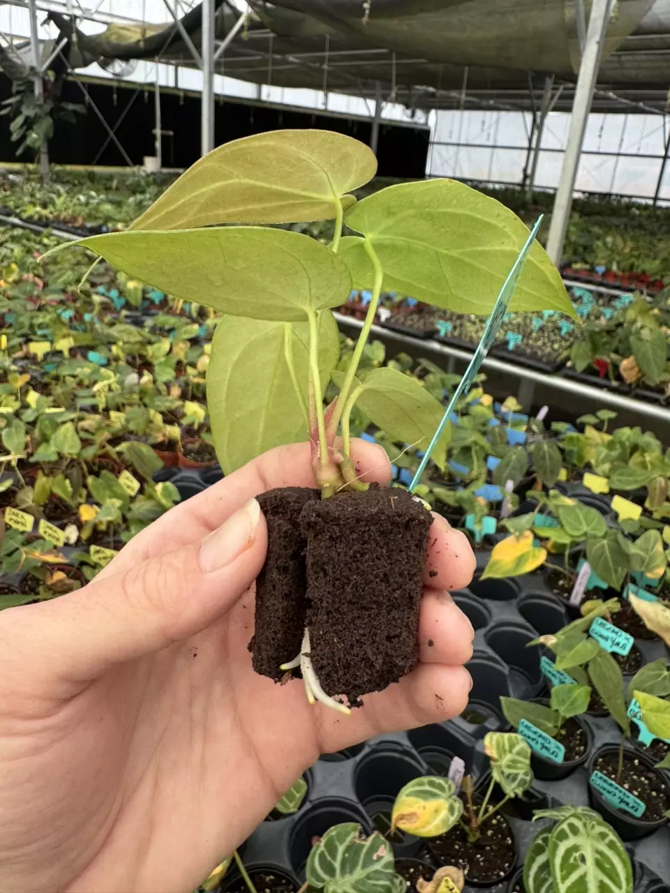plant/Seed grown anthurium carlablackiae x legend starter plant growers choice-7