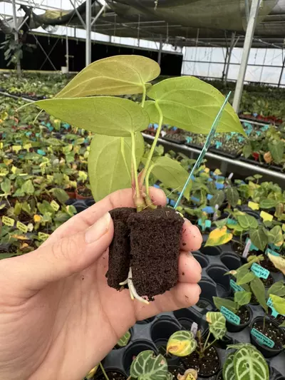 plant/Seed grown anthurium carlablackiae x legend starter plant growers choice-7-thumbnail