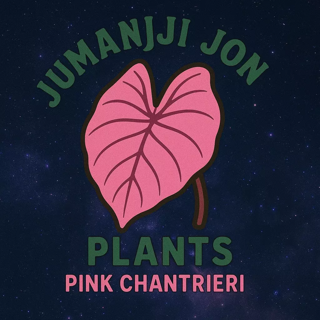 plant/Alocasia Pink Chantrieri Rooted Plug-0