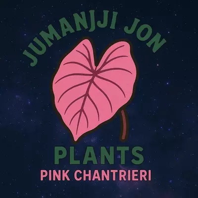 plant/Alocasia Pink Chantrieri Rooted Plug-0-thumbnail