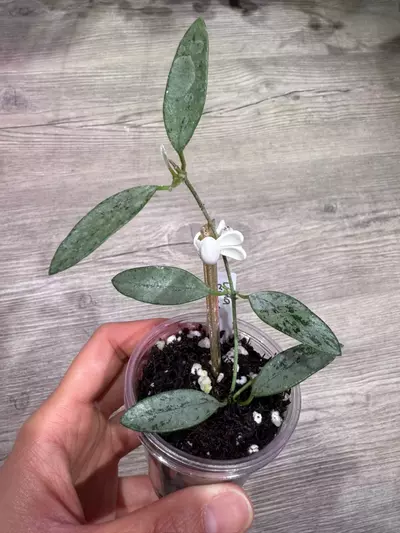 plant/Hoya Lima silver-0-thumbnail