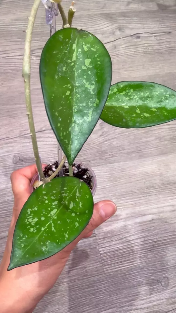 plant/Hoya Icensis splash-1