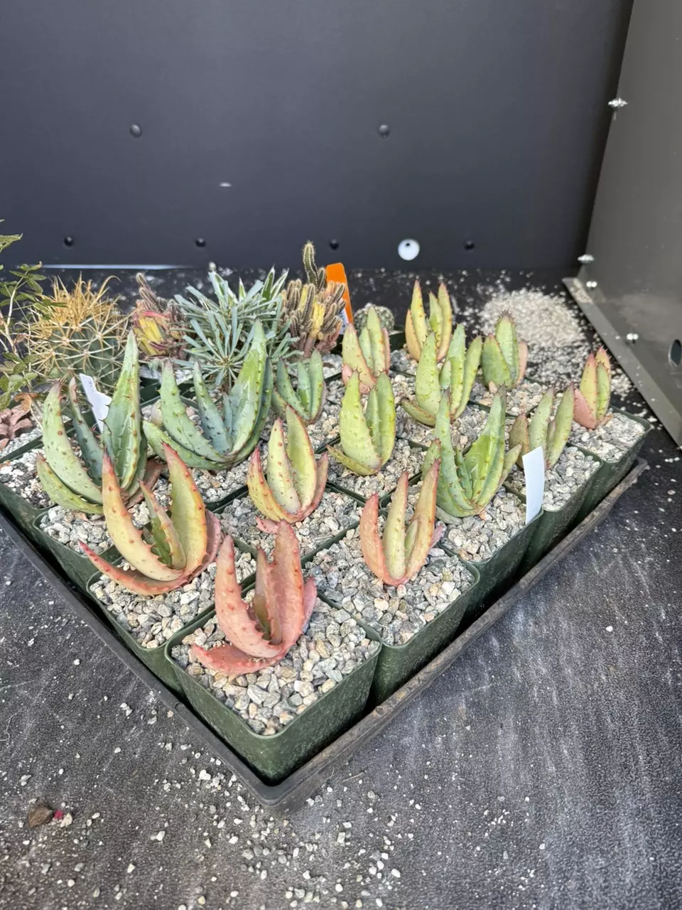 plant/15qty Red  flower aloe ferox bundle-0