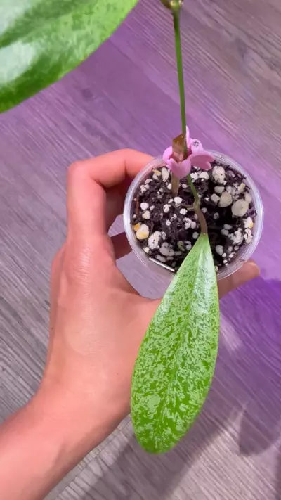 plant/Hoya Jita Silver-1-thumbnail