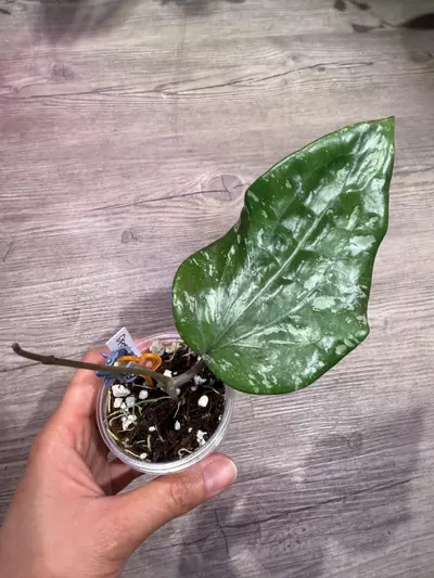 plant/Hoya SF004-0-thumbnail