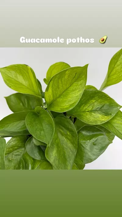 heat_pack/New Pothos Guacamole 6” Pot Variegated Leaves-2-thumbnail