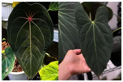 plant/Seed grown anrhurium red spider x legend starter plant growers choice-0-thumbnail