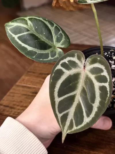 plant/A. KOS x RC #2-2-thumbnail