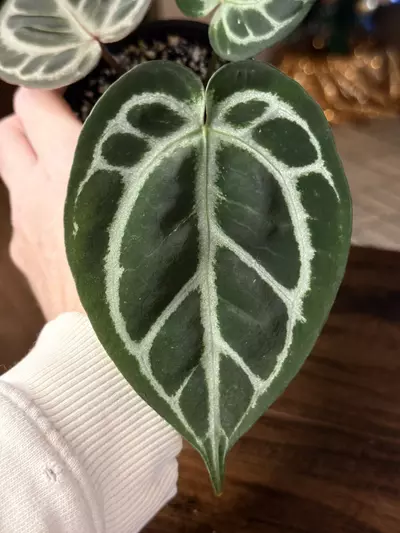 plant/A. KOS x RC #2-4-thumbnail