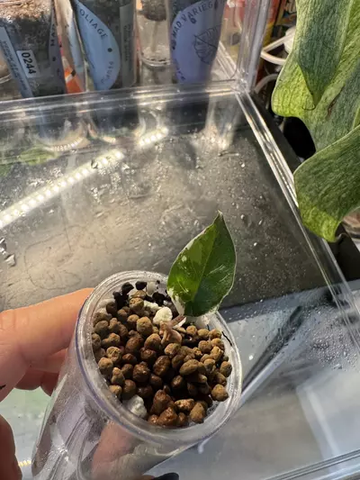 plant/🦄 super rare 🦄 alocasia blue metallic albo-2-thumbnail