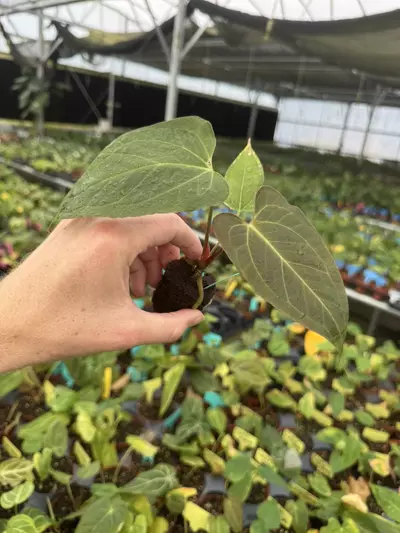 plant/Seed grown anrhurium red spider x legend starter plant growers choice-5-thumbnail