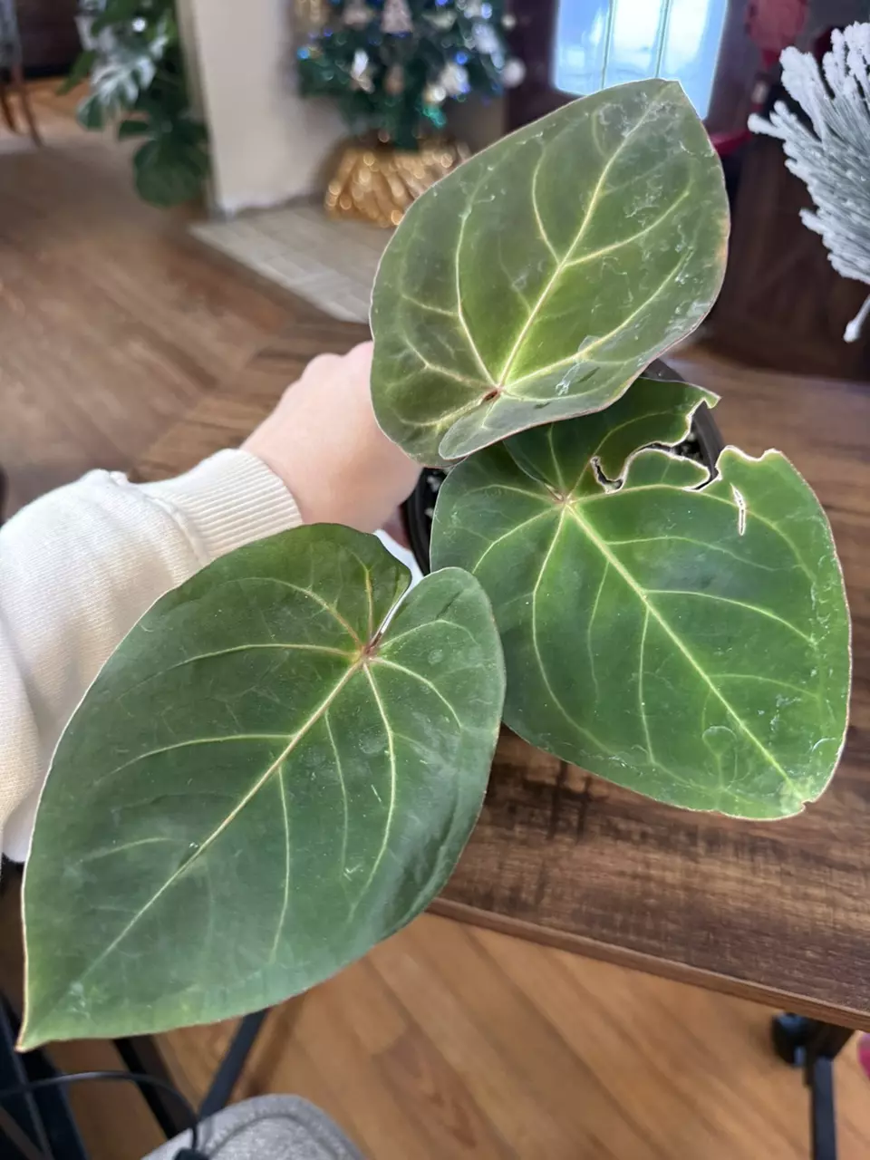 plant/A. Hoff x Dark Phoenix #7-1