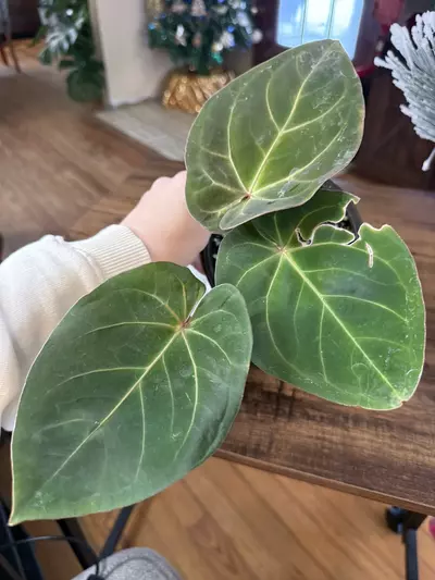 plant/A. Hoff x Dark Phoenix #7-1-thumbnail