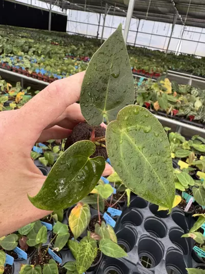 plant/Seed grown anrhurium Xone X green mamba starter plant growers choice-3-thumbnail