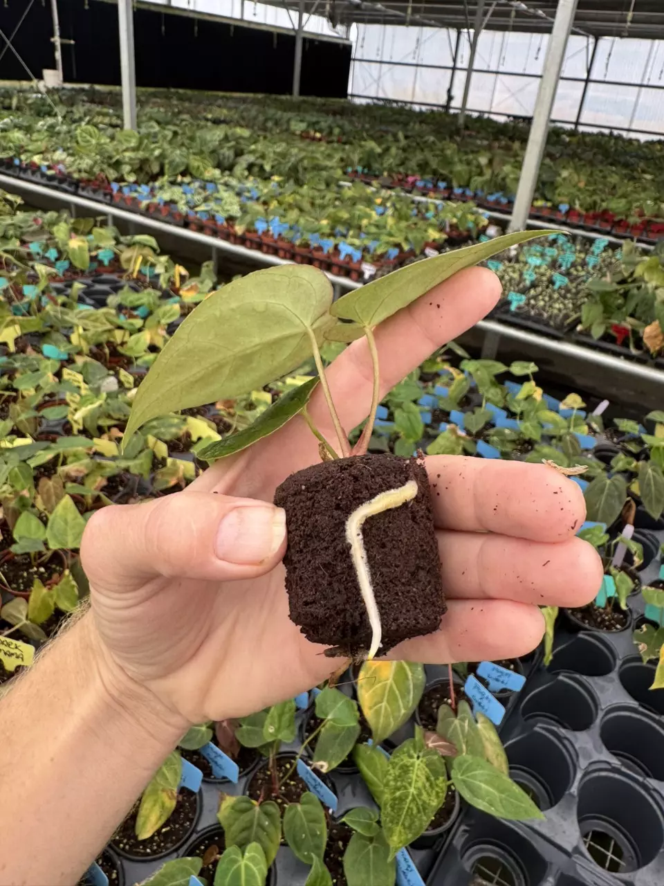 plant/Seed grown anrhurium Xone X green mamba starter plant growers choice-7