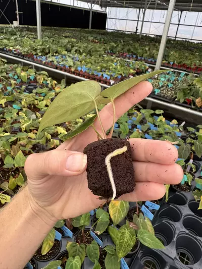 plant/Seed grown anrhurium Xone X green mamba starter plant growers choice-7-thumbnail