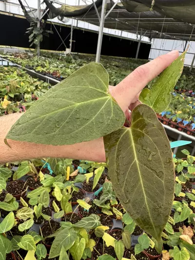 plant/Seed grown anrhurium red spider x legend starter plant growers choice-2-thumbnail