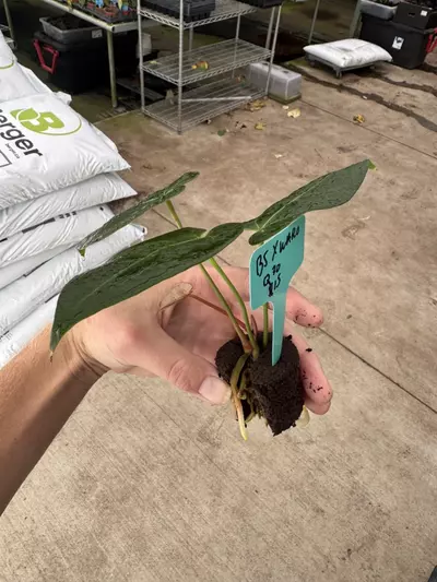 plant/Seed grown anrhurium Warocqueanum x black sweet starter plant growers choice-6-thumbnail