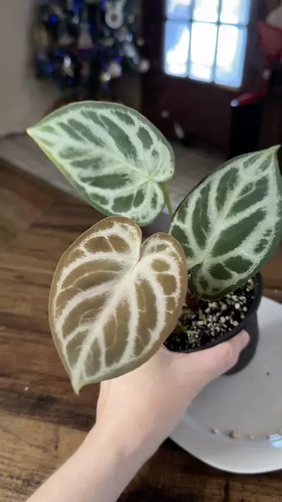 plant/A. Silver Hope #5-5-thumbnail