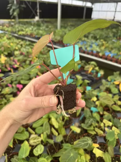 plant/Seed grown anthurium red gunsal x domino starter plant growers choice-6-thumbnail