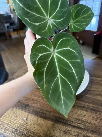 plant/A. Red Spider x Red Mag #2-5-thumbnail