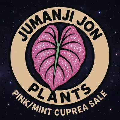 plant/Alocasia Pink Mint Cuprea TC-0-thumbnail