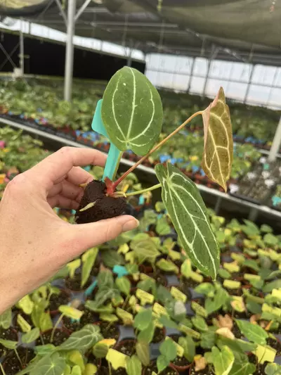 plant/Seed grown anthurium Warocqueanum x (papillilaminum x crystallinum) starter plan-5-thumbnail