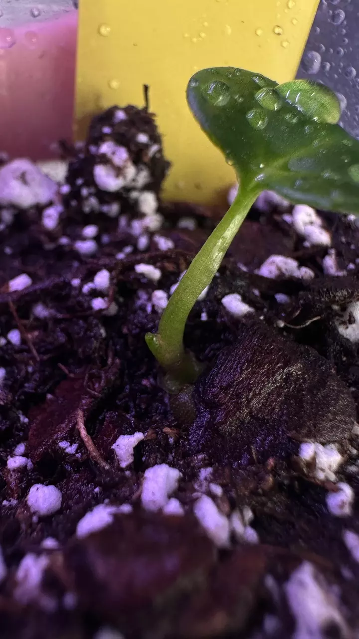 plant/Carla 10 x Carla - add on only-2