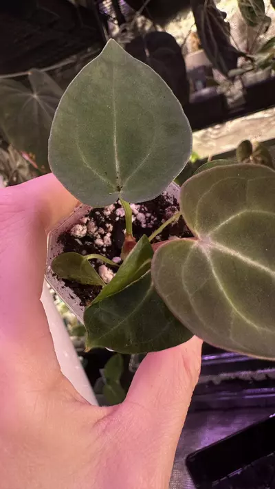 plant/(Crystal x mag) X (Papi Mag X BWM)-1-thumbnail