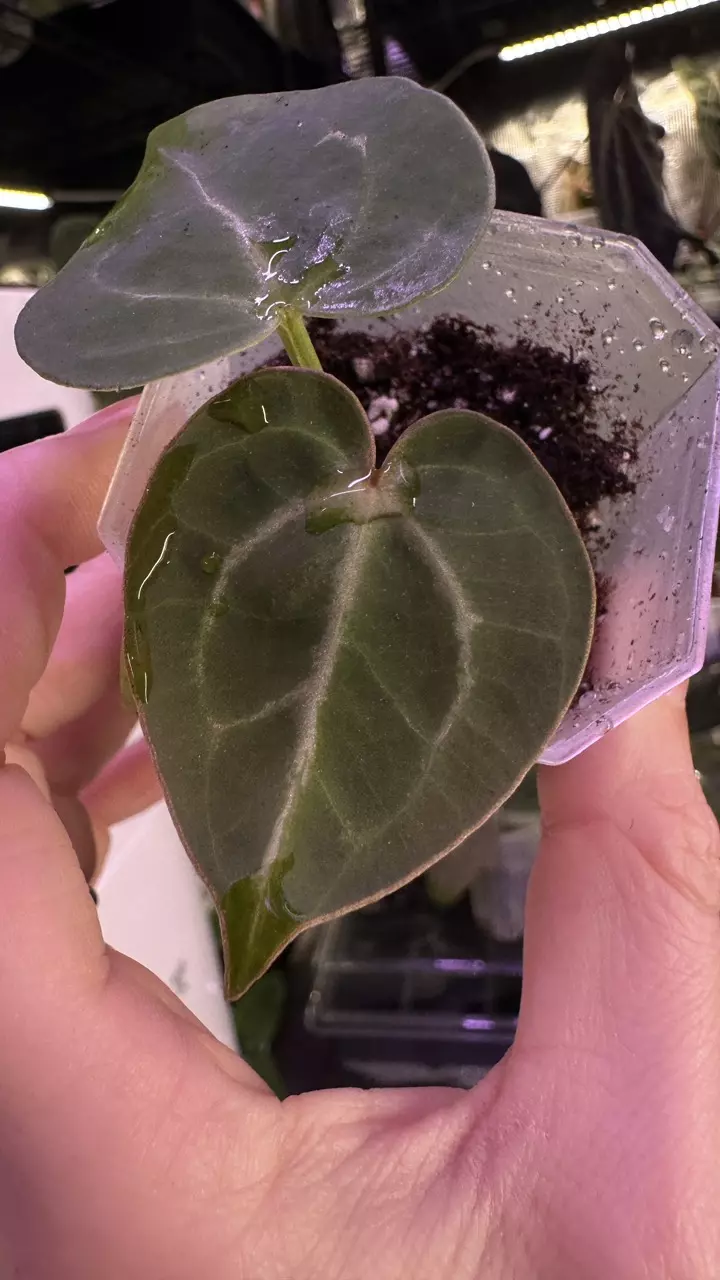 plant/(Crystal x mag) X (Papi Mag X BWM)-0