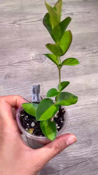 plant/Hoya Cumingiana inner variegated-1-thumbnail