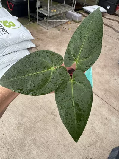 plant/Seed grown anrhurium Warocqueanum x black sweet starter plant growers choice-4-thumbnail