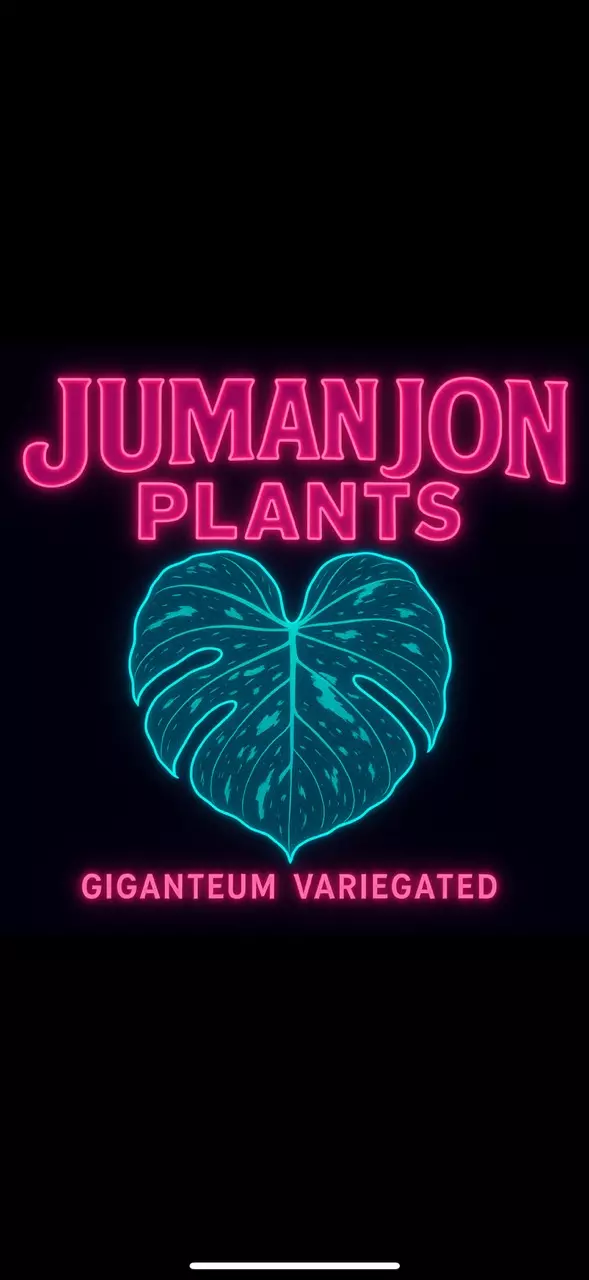 plant/10 Pack Philodendron Giganteum Variegated TC-0