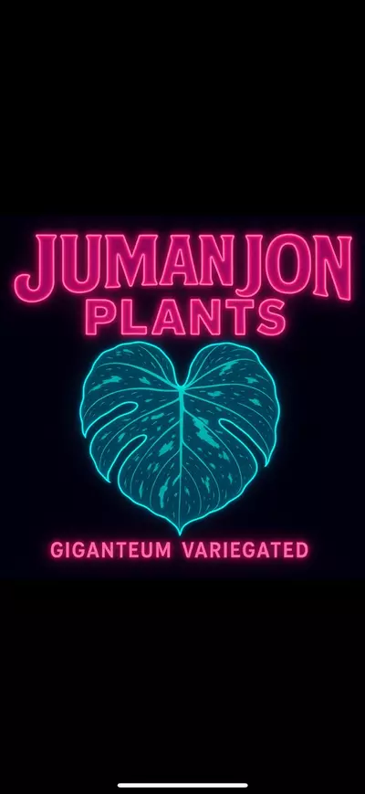 plant/10 Pack Philodendron Giganteum Variegated TC-0-thumbnail