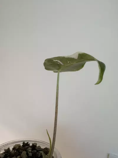 plant/🦄 super rare 🦄 alocasia dragons tooth pink variegata-3-thumbnail